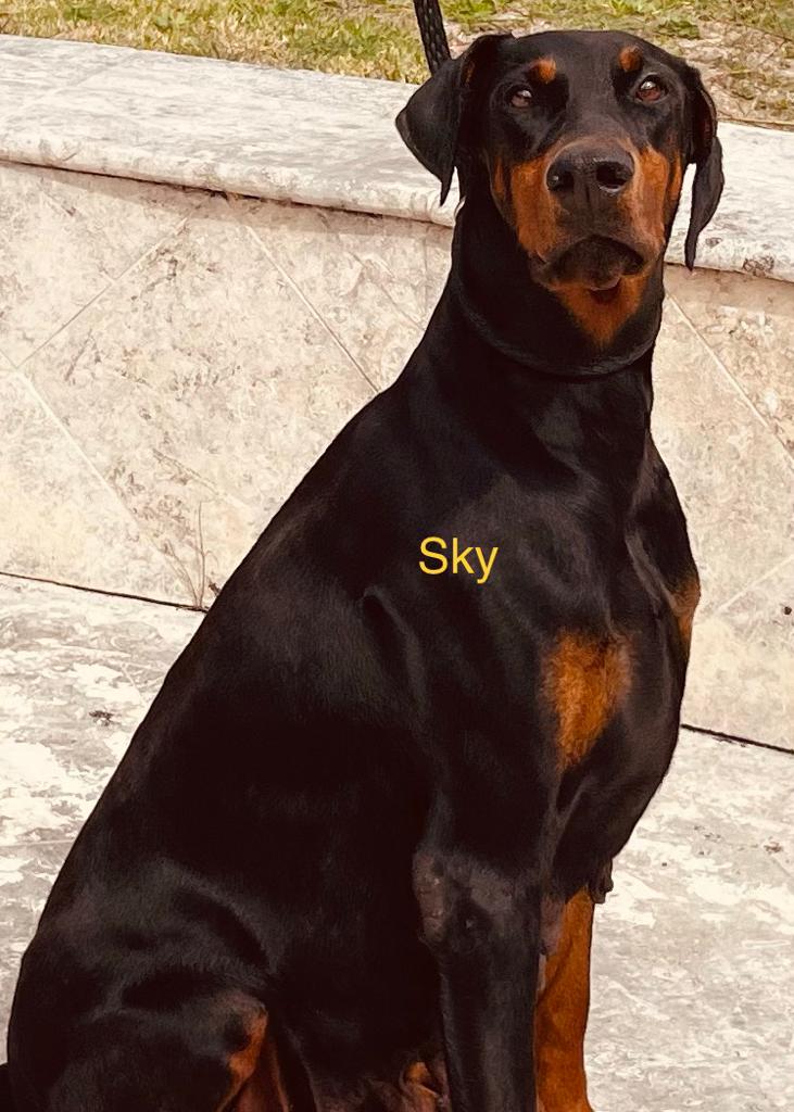 Sky Di Aria Doberman + Black + Female